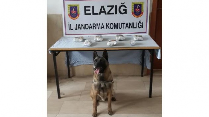 Narkotik köpeği trendeki esrarı buldu