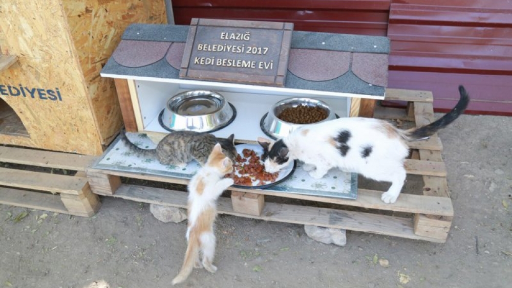 Sokak Hayvanlari Sahipsiz Değil